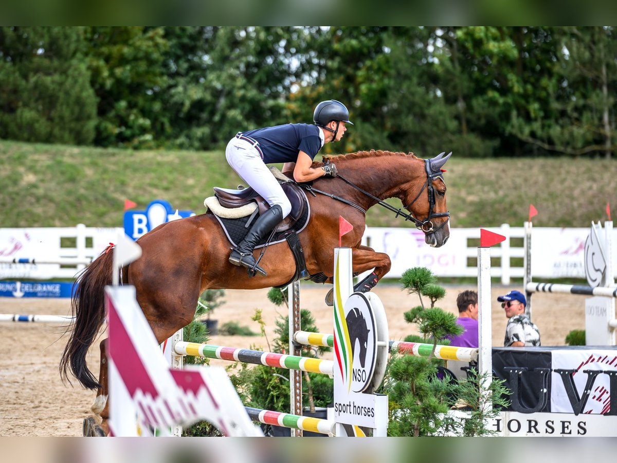 Zangersheide Caballo castrado 6 años 170 cm Alazán in Ieper