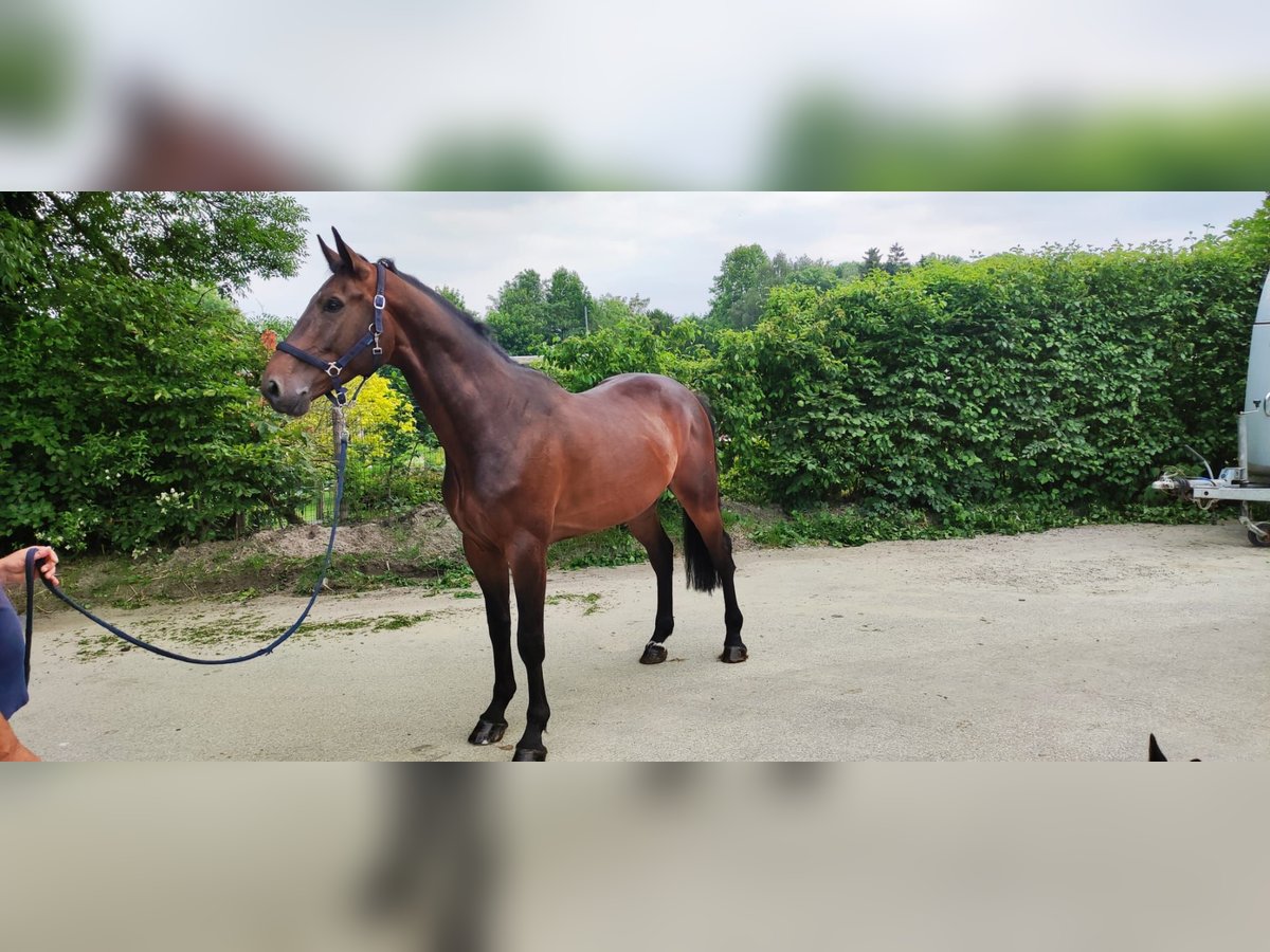 Zangersheide Caballo castrado 6 años 170 cm Castaño oscuro in Regau