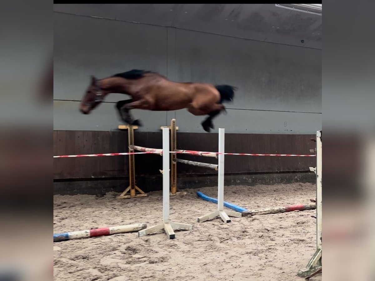 Zangersheide Caballo castrado 6 años 170 cm Castaño oscuro in Hechtel Eksel