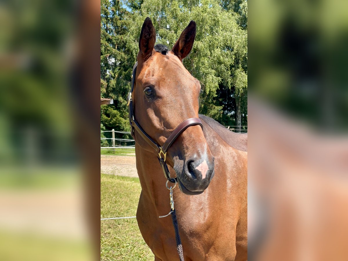 Zangersheide Caballo castrado 6 años 171 cm Castaño in Gundelfingen an der Donau
