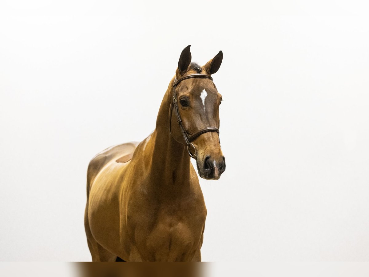 Zangersheide Caballo castrado 6 años 172 cm Castaño in Waddinxveen