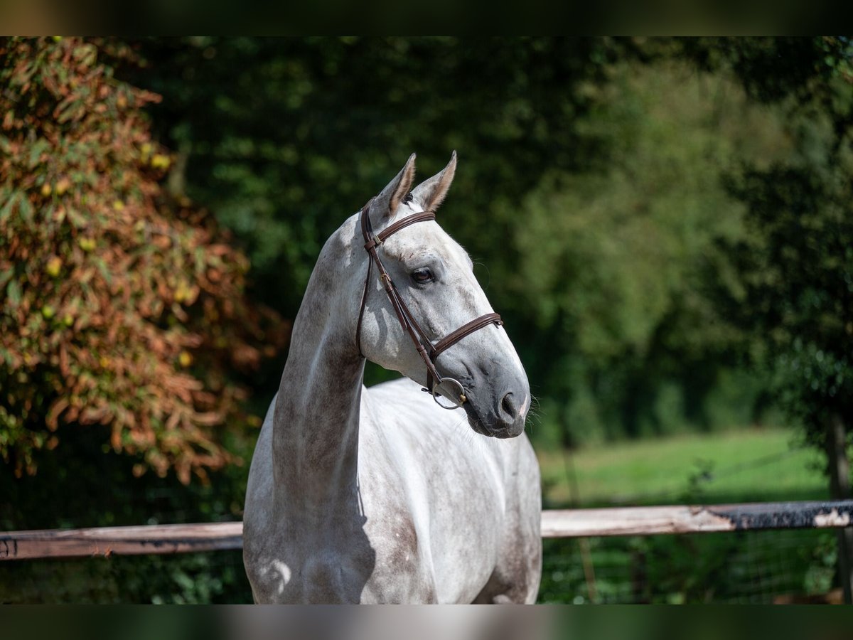 Zangersheide Caballo castrado 6 años 172 cm Tordo in GROTE-BROGEL