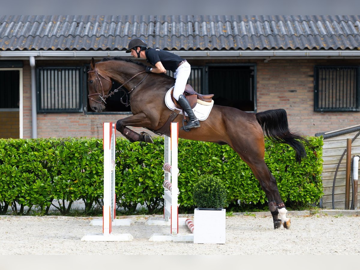 Zangersheide Caballo castrado 6 años 173 cm Castaño oscuro in Waddinxveen