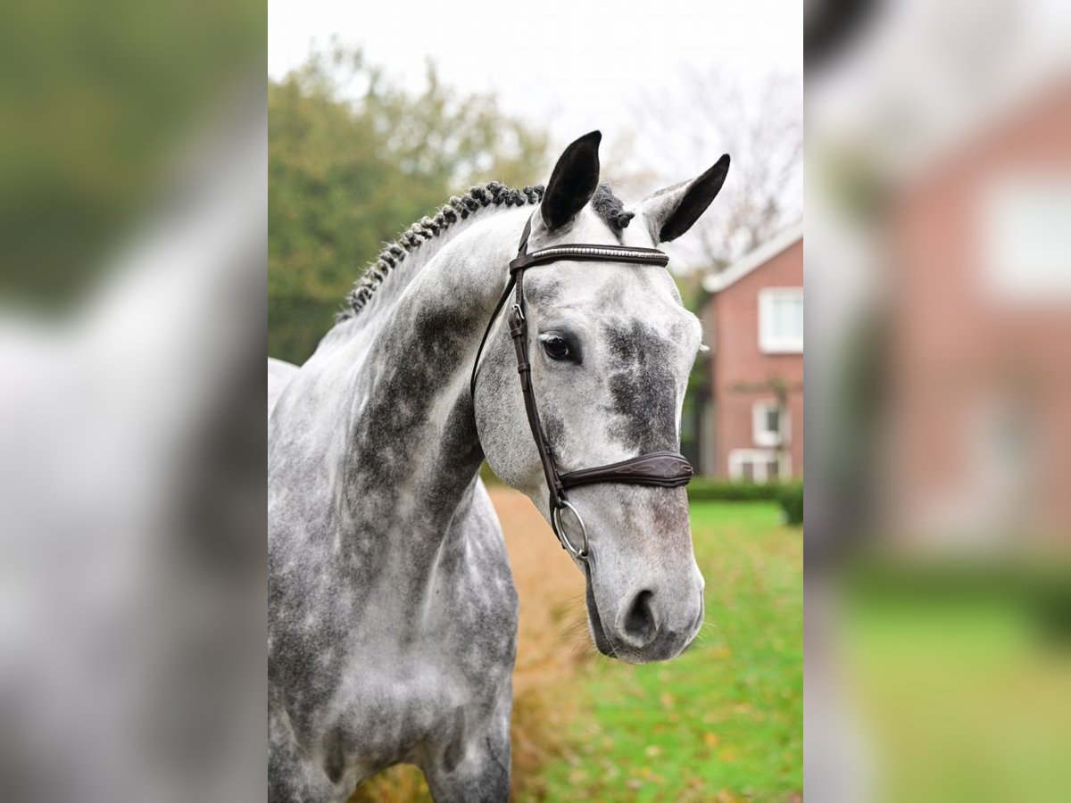 Zangersheide Caballo castrado 6 años 173 cm Tordo in Bladel