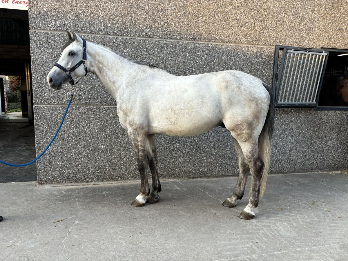 Zangersheide Caballo castrado 6 años 174 cm Tordo in Lier