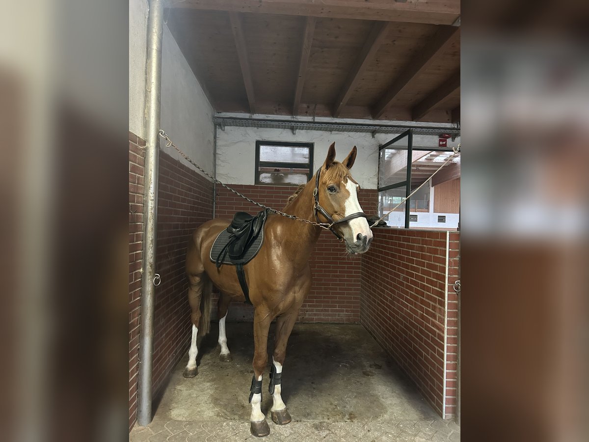 Zangersheide Caballo castrado 6 años 175 cm Alazán-tostado in Ljubljana