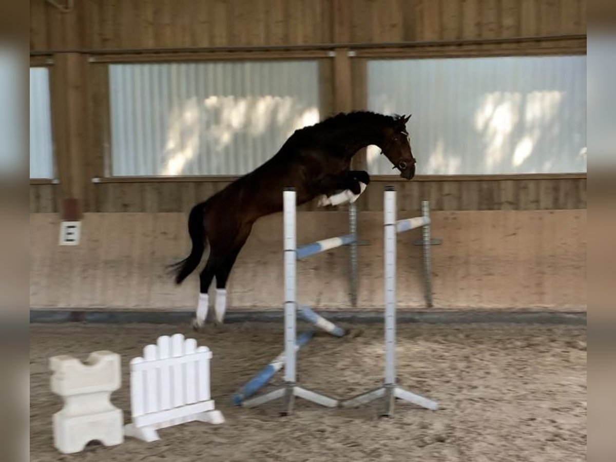 Zangersheide Caballo castrado 6 años 175 cm Castaño in Pfaffenhofen