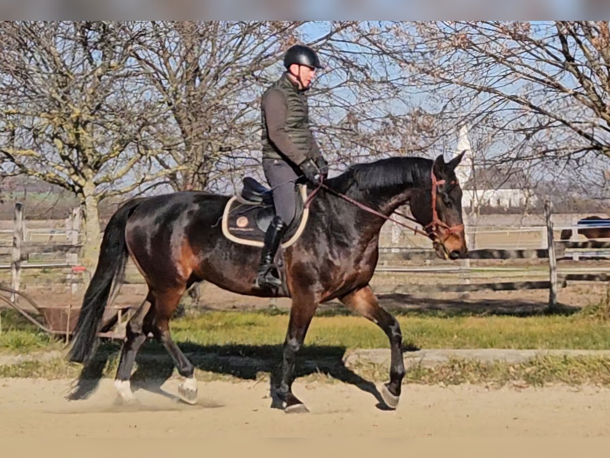 Zangersheide Caballo castrado 6 años 175 cm Castaño oscuro in Schattendorf