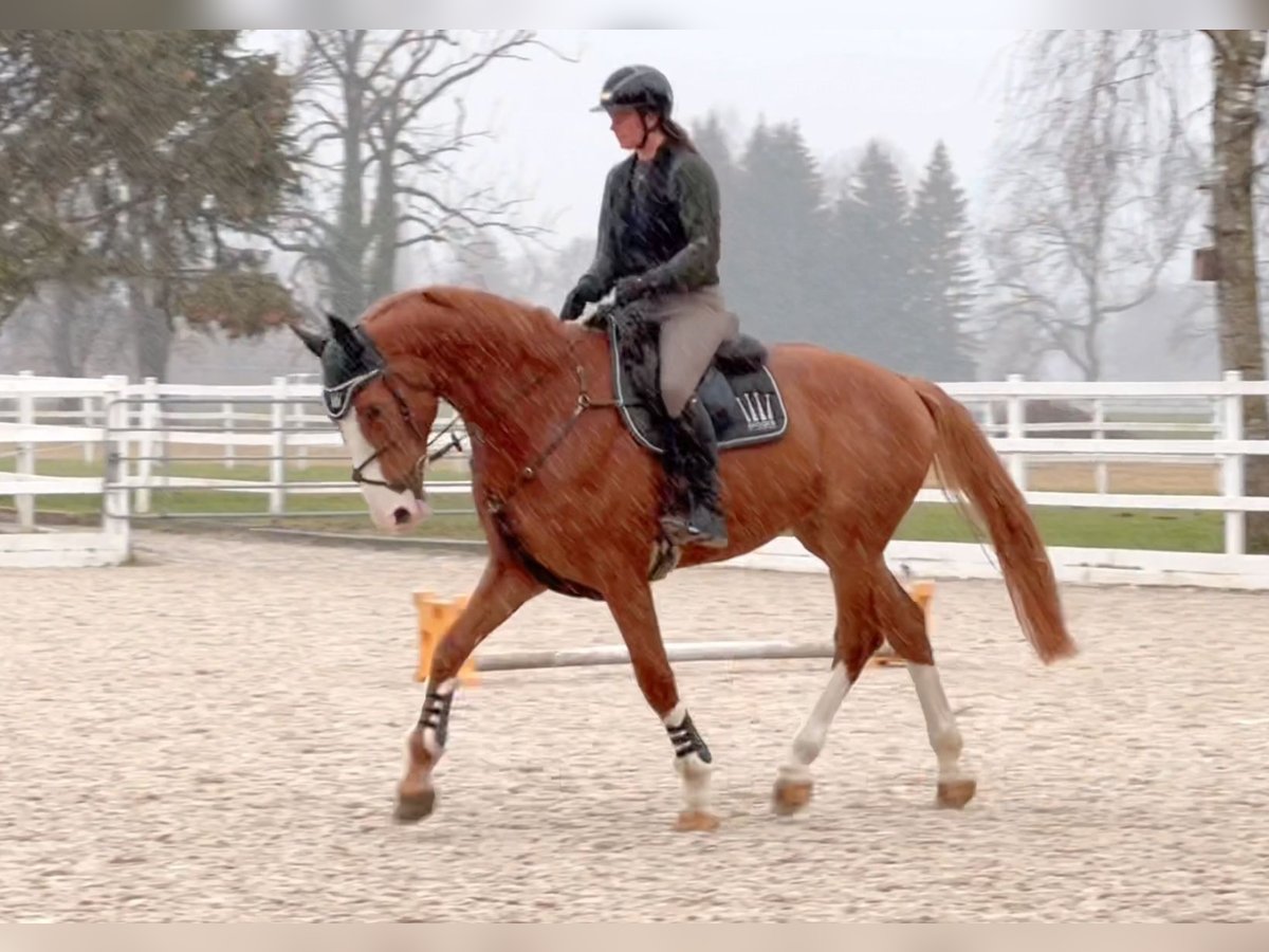 Zangersheide Caballo castrado 6 años 176 cm Alazán in Schlins