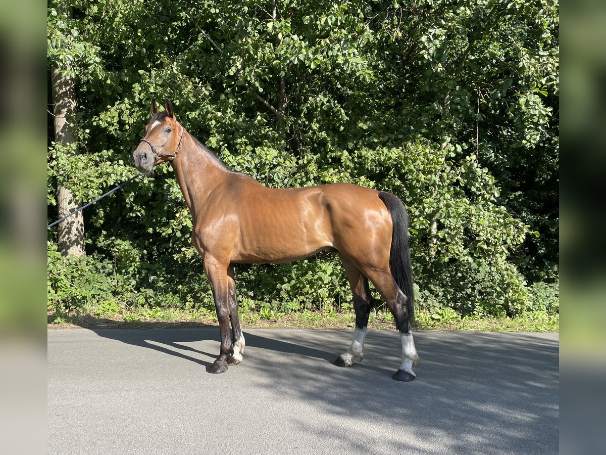 Zangersheide Caballo castrado 6 años 177 cm Castaño in GROTE-BROGEL