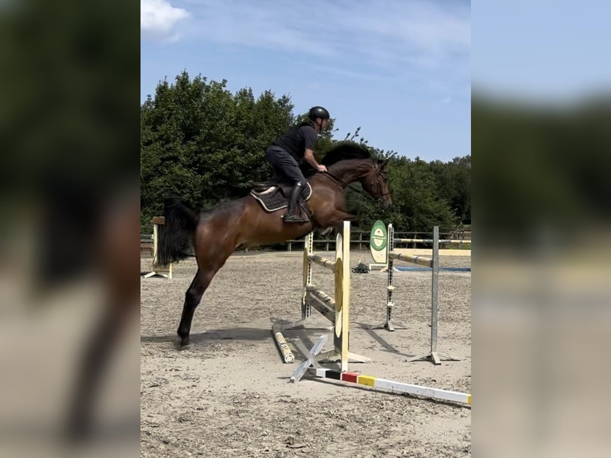 Zangersheide Caballo castrado 6 años 179 cm Castaño in Lohne (Oldenburg)