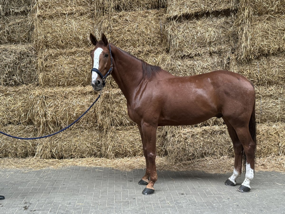 Zangersheide Caballo castrado 6 años 180 cm Alazán in Hattingen