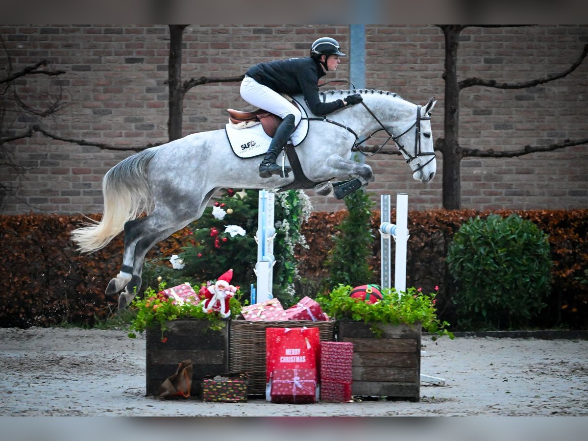 Zangersheide Caballo castrado 6 años Tordo in Bladel