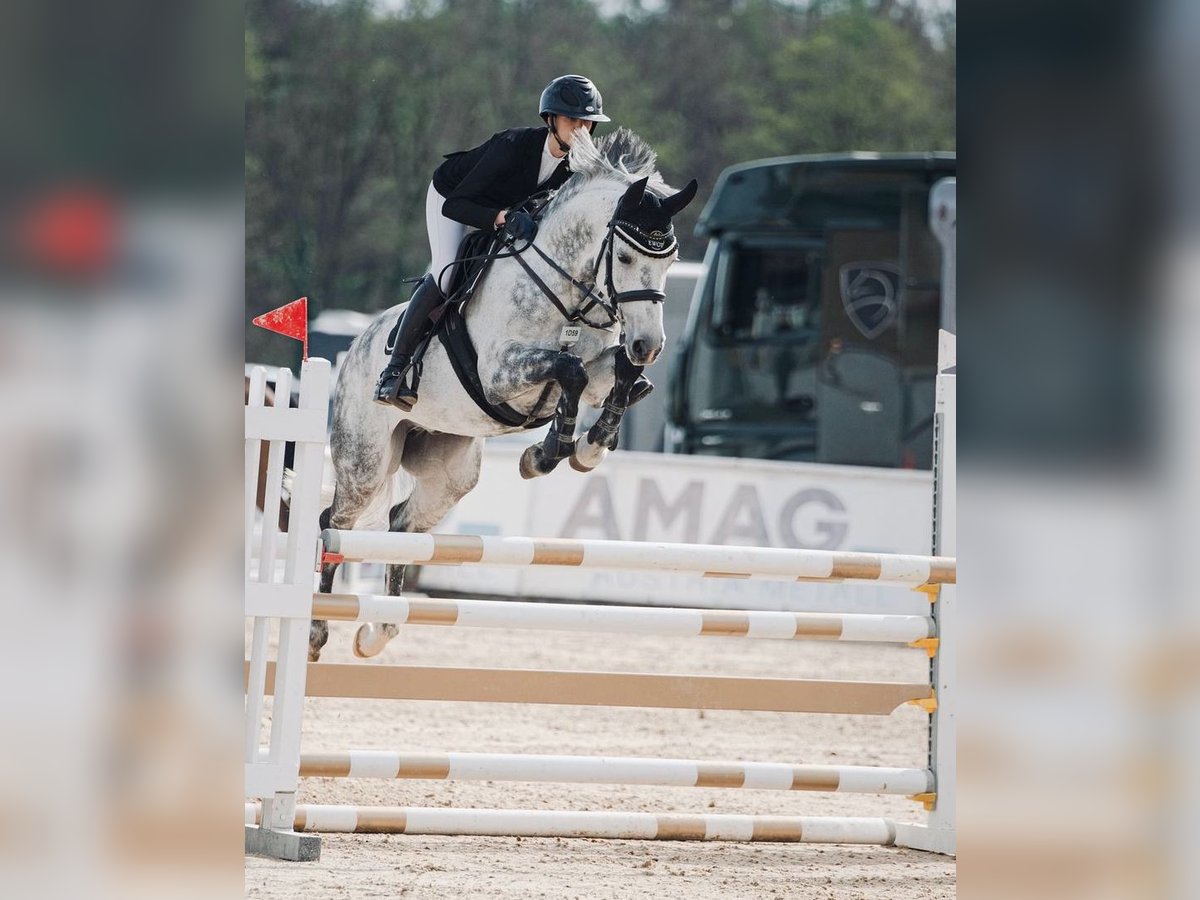 Zangersheide Caballo castrado 6 años Tordo rodado in Thalgau