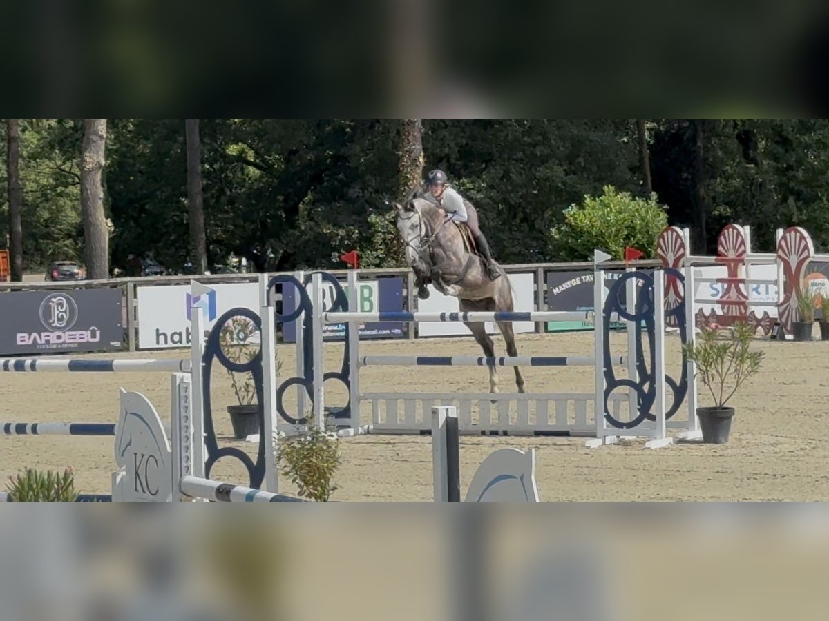 Zangersheide Caballo castrado 7 años 161 cm Tordo rodado in Koningsbosch