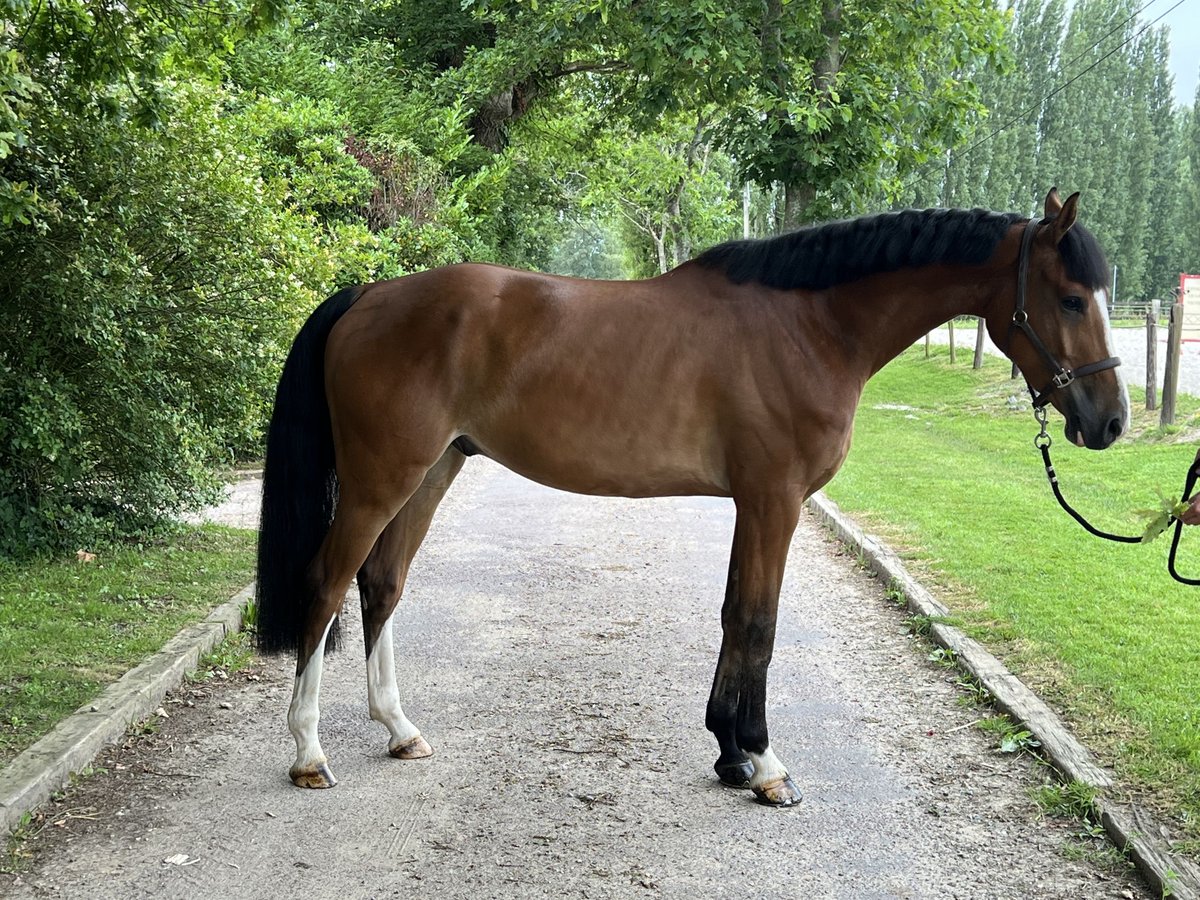 Zangersheide Caballo castrado 7 años 162 cm Castaño in Kluisbergen