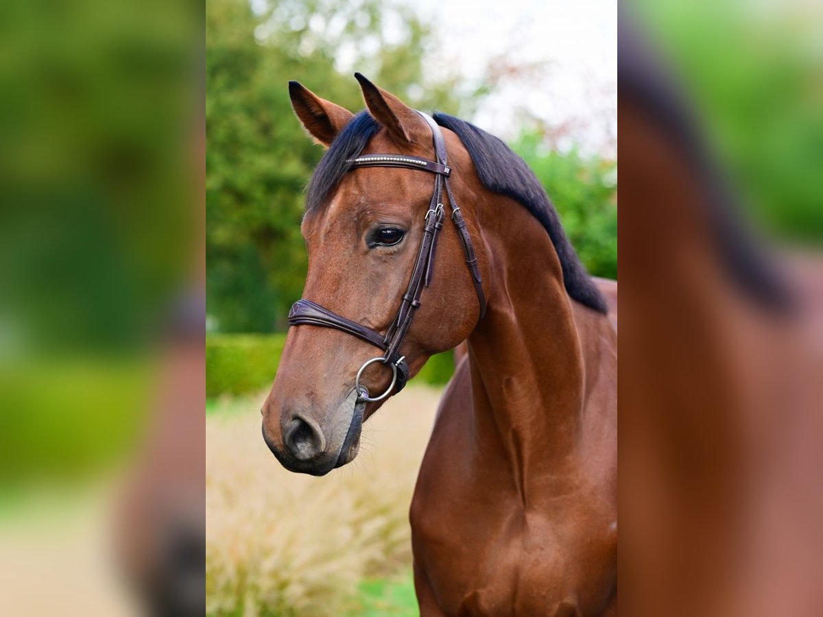 Zangersheide Caballo castrado 7 años 164 cm Castaño in Bladel