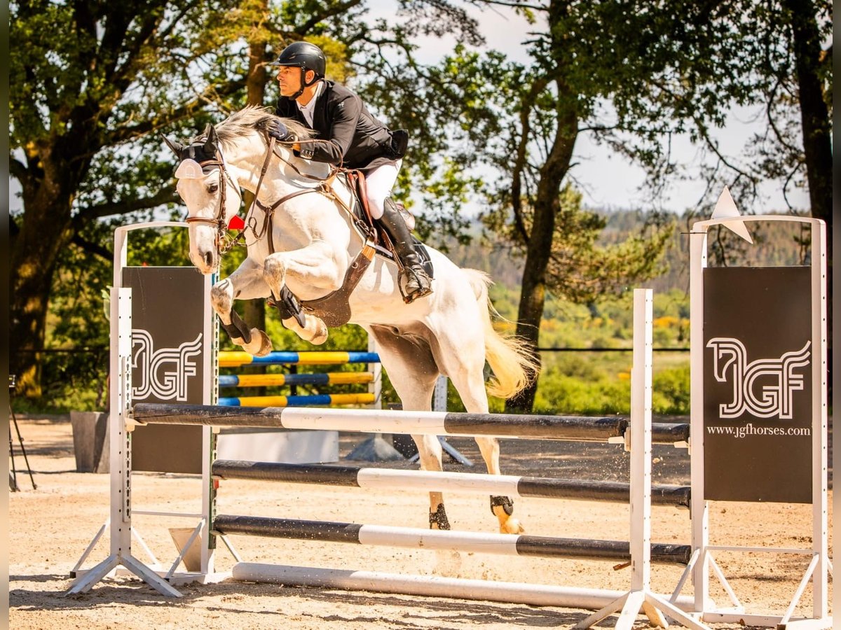Zangersheide Caballo castrado 7 años 165 cm Tordo in Aparral, O (Santa Maria)