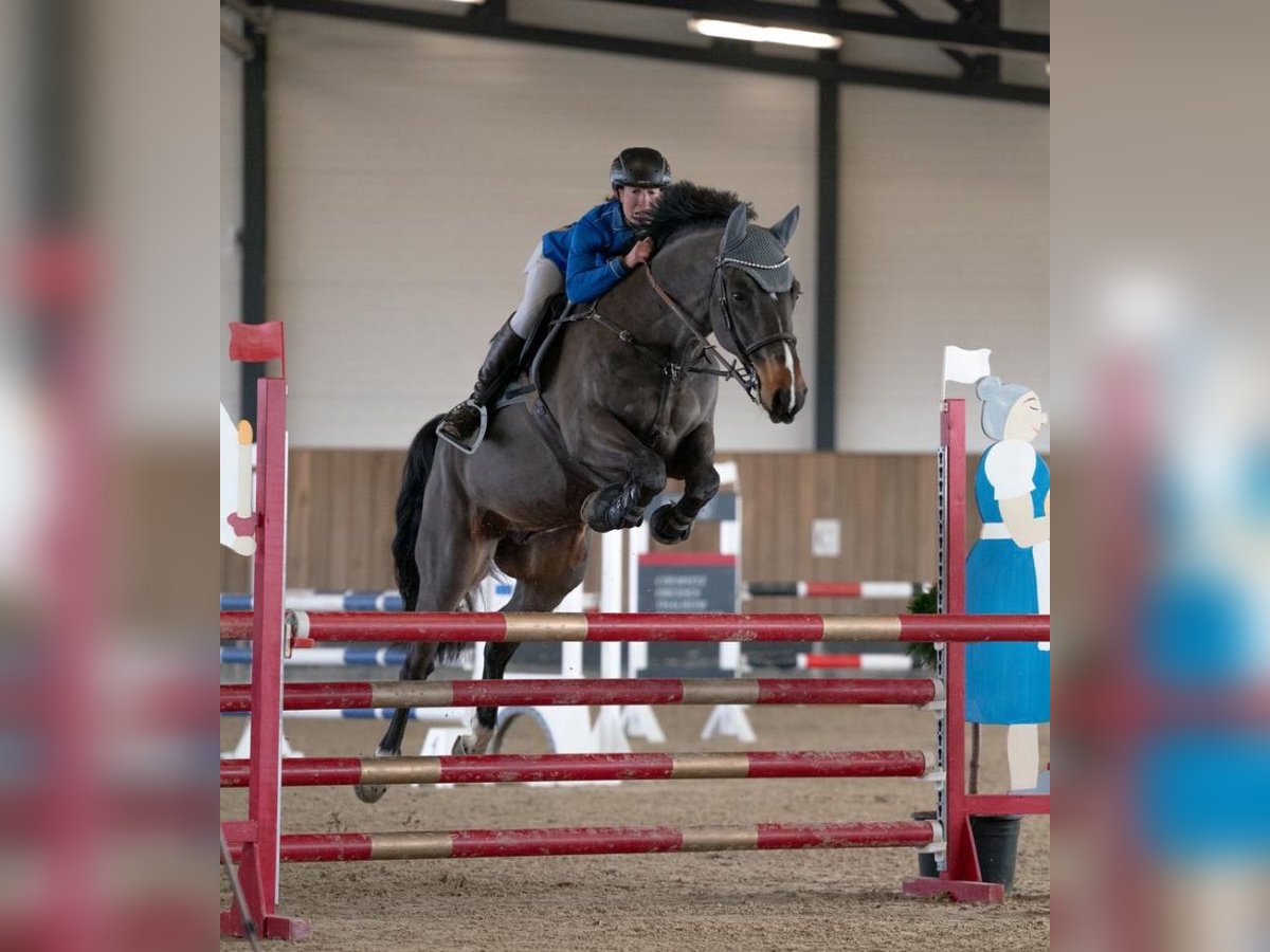 Zangersheide Caballo castrado 7 años 166 cm Castaño oscuro in Kitzscher