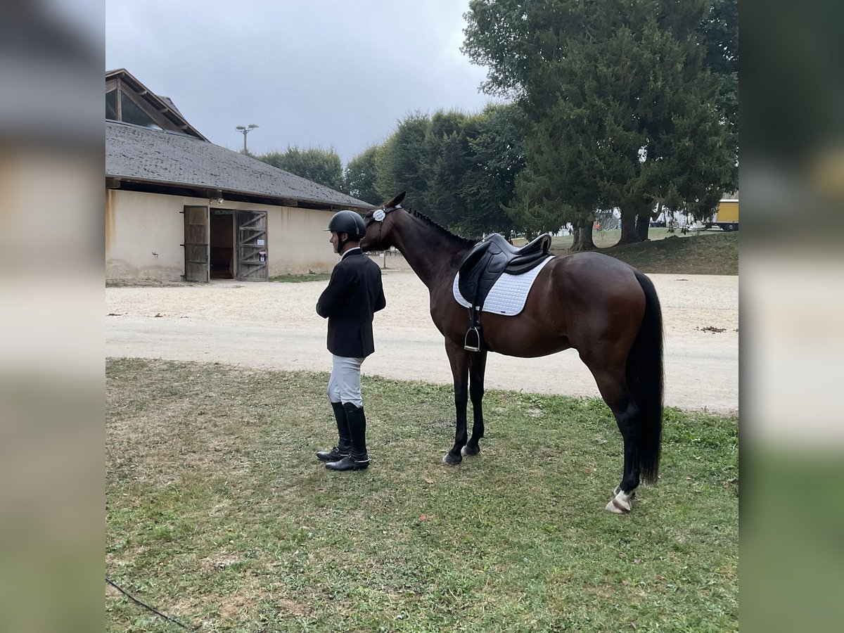 Zangersheide Caballo castrado 7 años 167 cm Castaño oscuro in Bordeaux