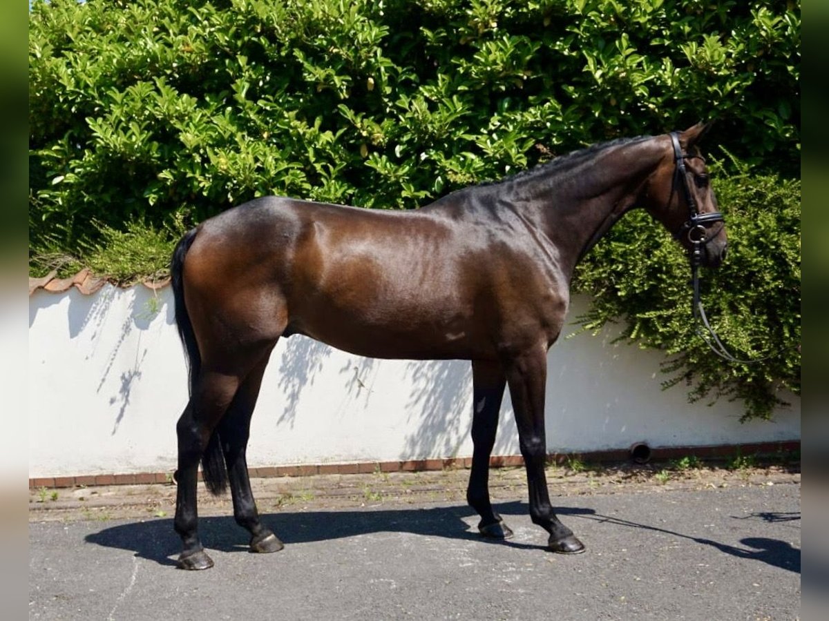 Zangersheide Caballo castrado 7 años 167 cm Castaño oscuro in Schömberg