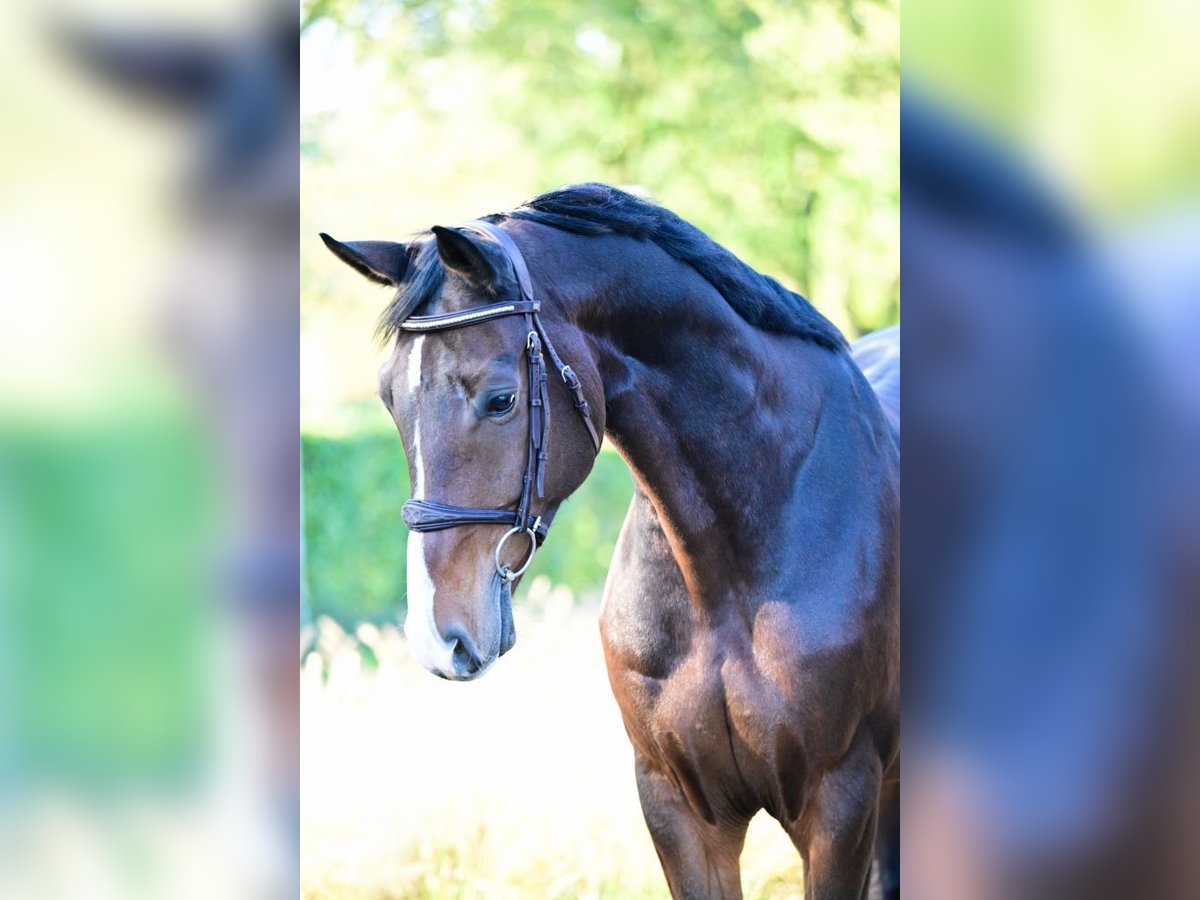 Zangersheide Caballo castrado 7 años 168 cm Castaño oscuro in Bladel