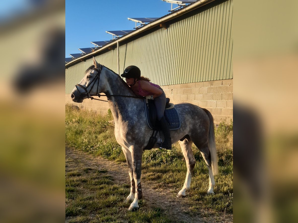 Zangersheide Caballo castrado 7 años 168 cm Tordo in Frankfurt am Main