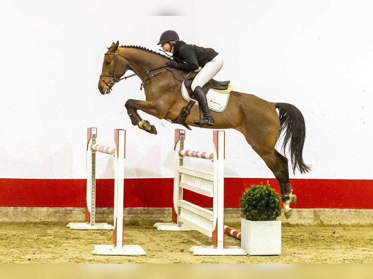 Zangersheide Caballo castrado 7 años 170 cm Castaño in Waddinxveen