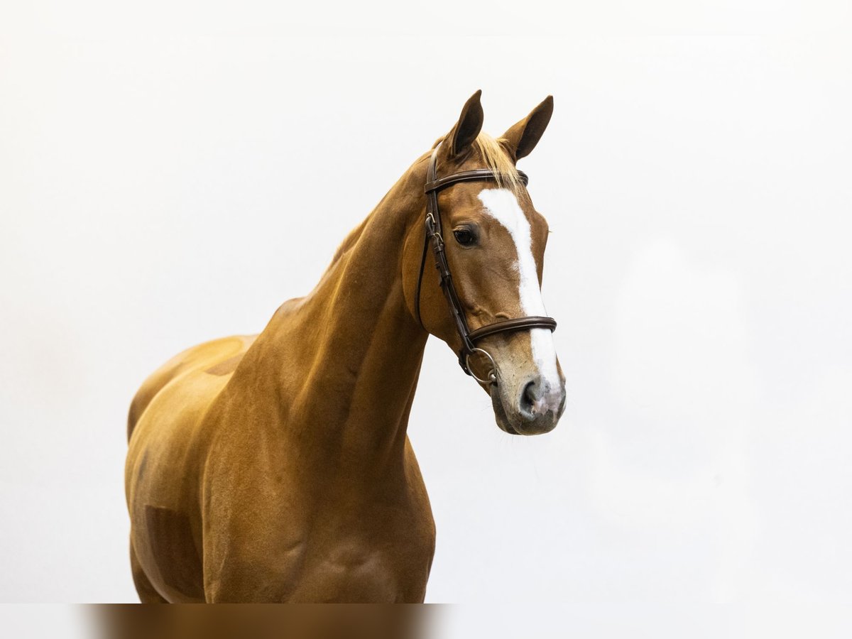 Zangersheide Caballo castrado 7 años 171 cm Alazán in Waddinxveen