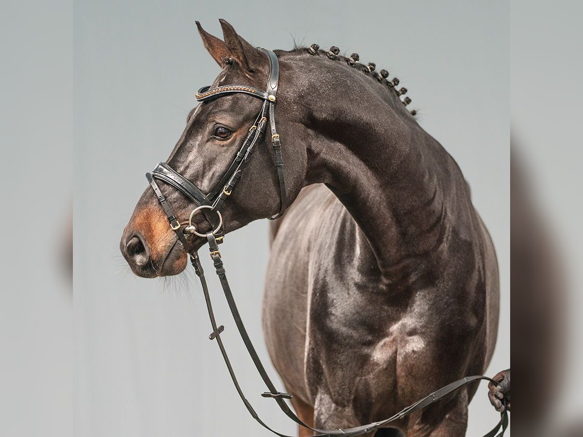 Zangersheide Caballo castrado 7 años 171 cm Castaño oscuro in Münster-Handorf