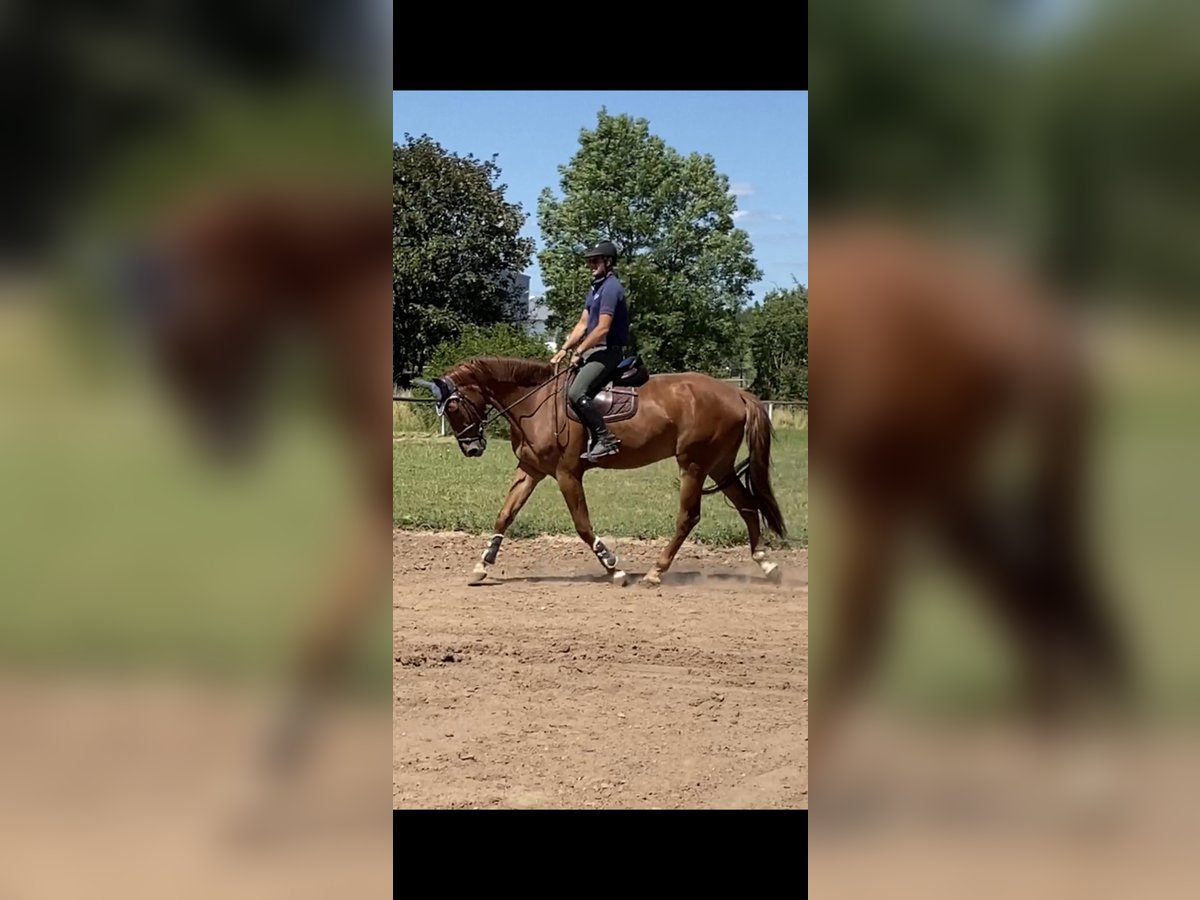 Zangersheide Caballo castrado 7 años 172 cm Alazán in Bad Kreuznach