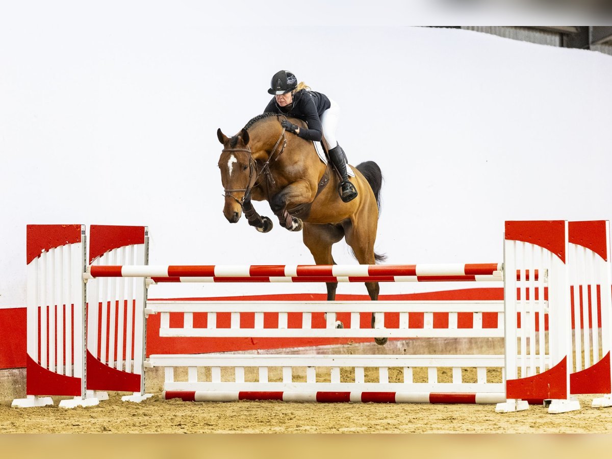 Zangersheide Caballo castrado 7 años 172 cm Castaño in Waddinxveen