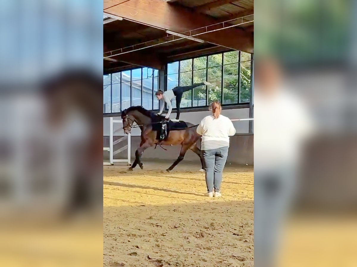 Zangersheide Caballo castrado 7 años 176 cm Castaño in Altenberge