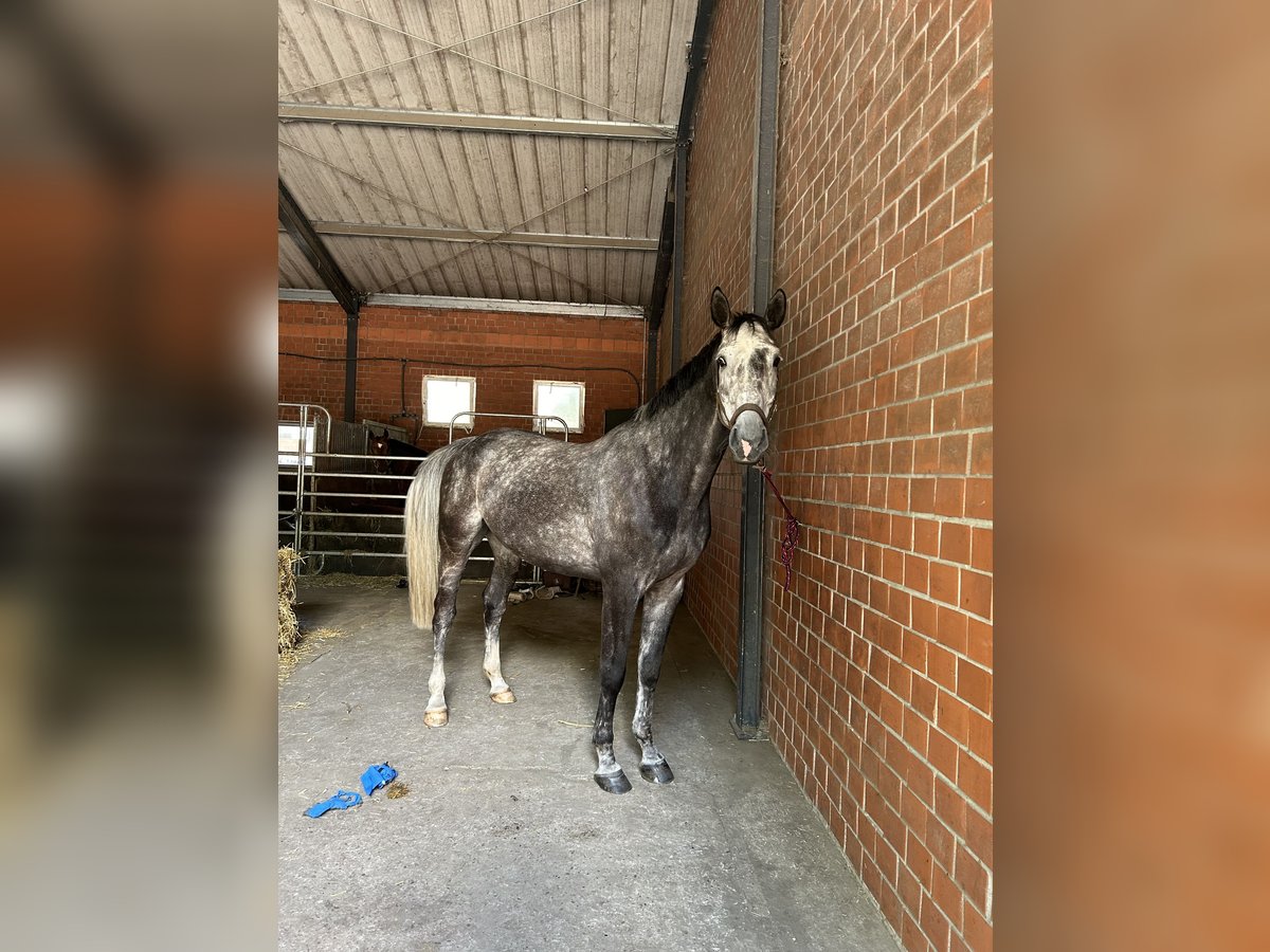 Zangersheide Caballo castrado 7 años 177 cm Porcelana in Harsewinkel