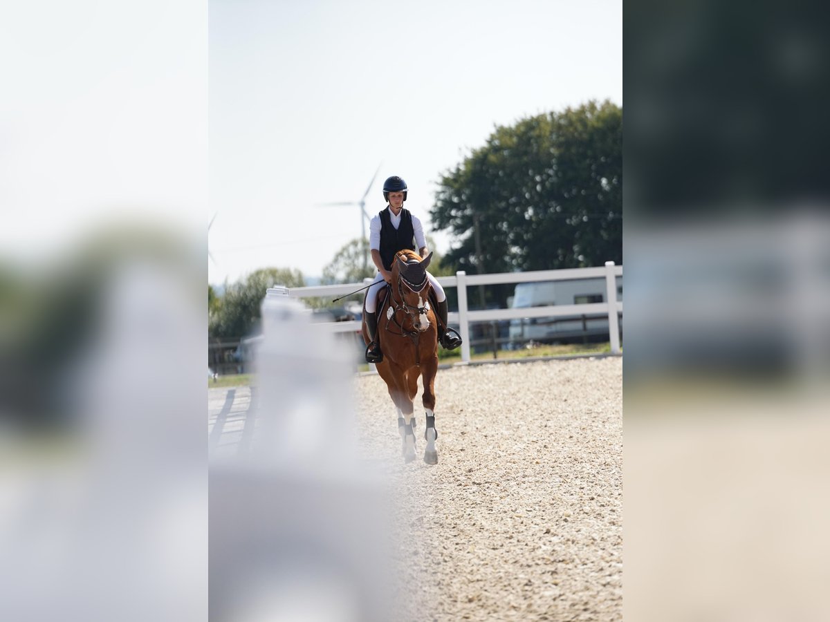 Zangersheide Caballo castrado 8 años 170 cm Alazán in Ahrensbök