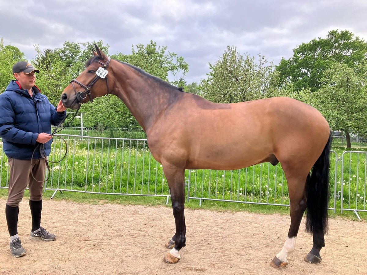 Zangersheide Caballo castrado 8 años 170 cm Castaño in Wartenberg