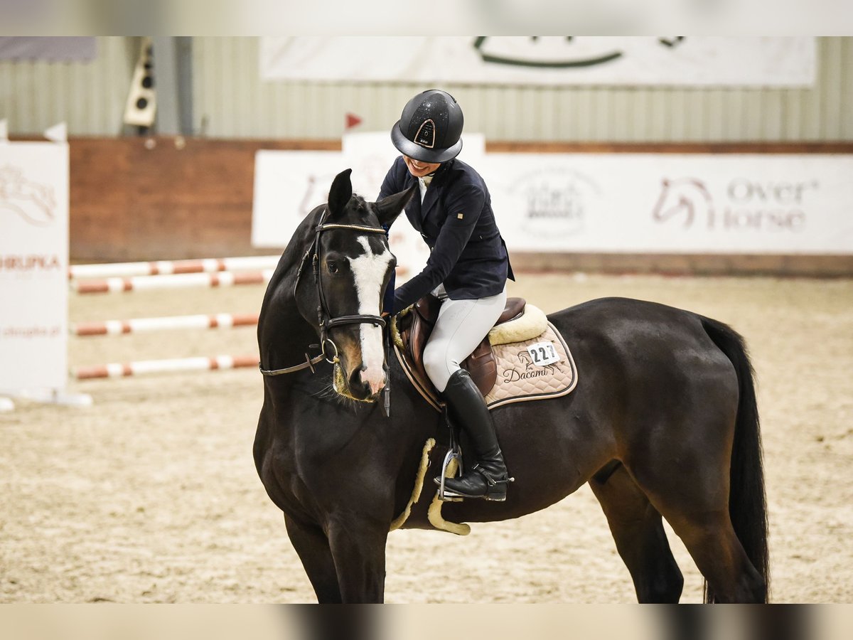 Zangersheide Caballo castrado 8 años 170 cm Castaño oscuro in Pyrzowice