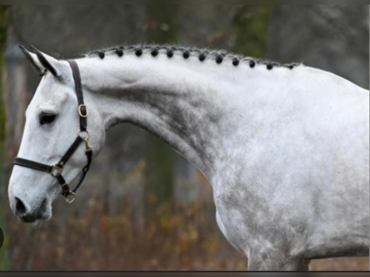 Zangersheide Caballo castrado 8 años 172 cm Tordo in GROTE-BROGEL