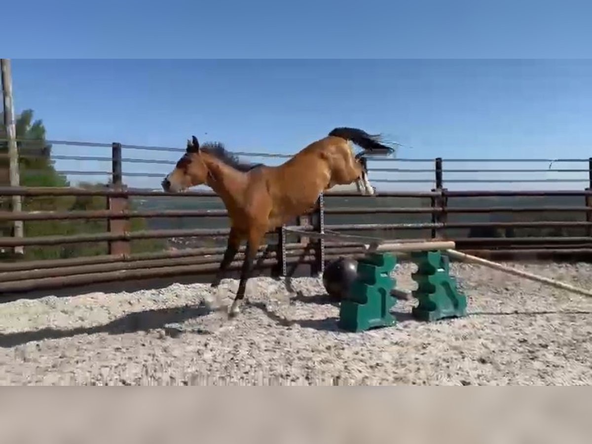 Zangersheide Caballo castrado 9 años 167 cm Castaño in Liege