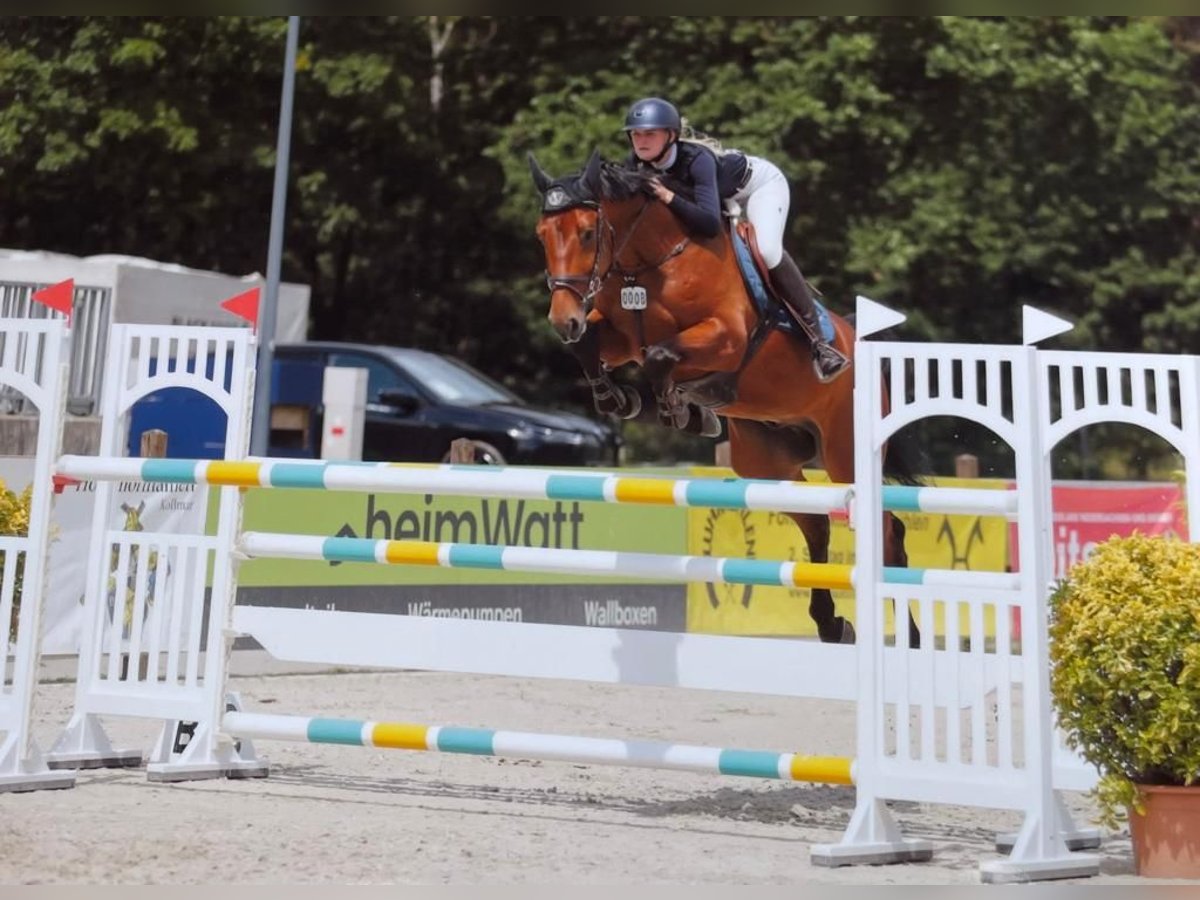 Zangersheide Caballo castrado 9 años 170 cm Castaño in Brest