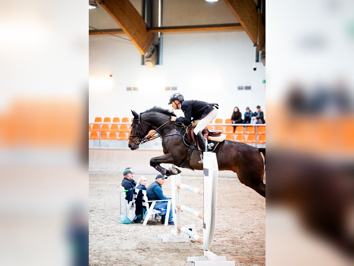 Zangersheide Caballo castrado 9 años 173 cm Castaño in radziejów