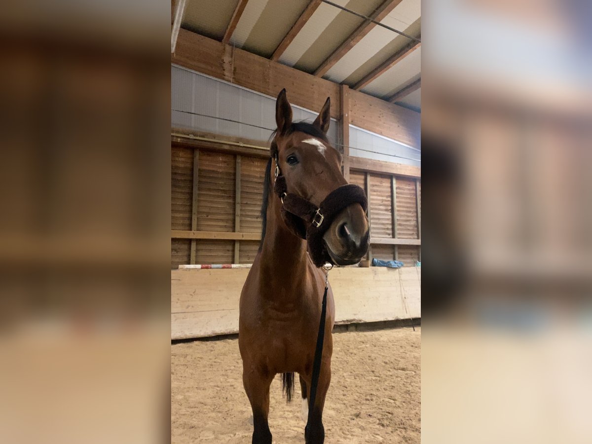 Zangersheide Caballo castrado 9 años 176 cm Castaño in Haßloch