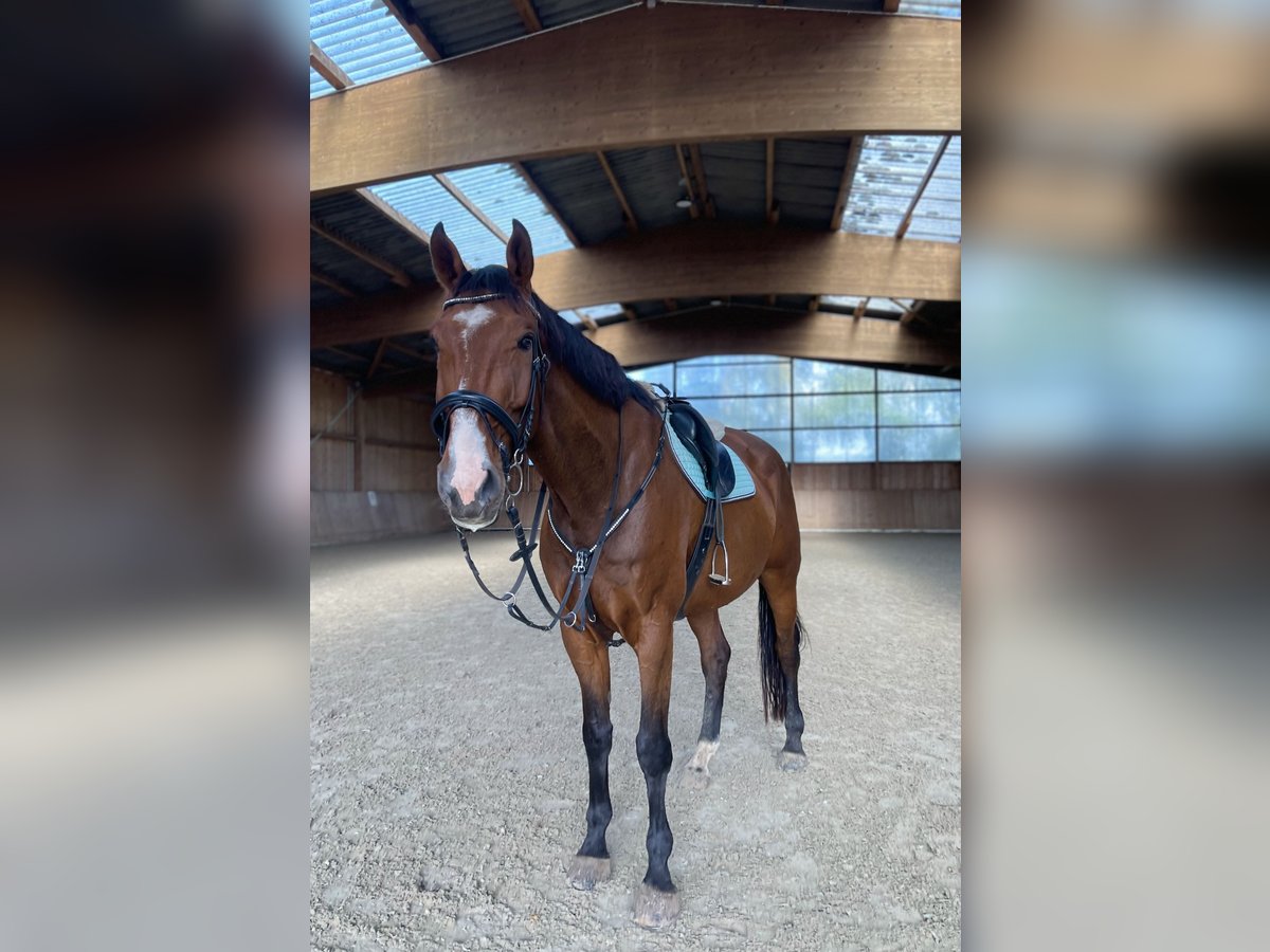 Zangersheide Caballo castrado 9 años 178 cm Castaño in Hagenow