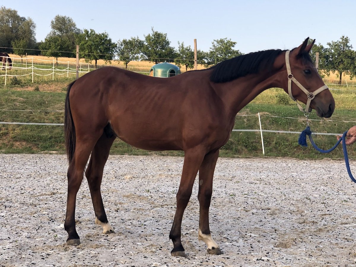 Zangersheide Caballo castrado  in Slovakia