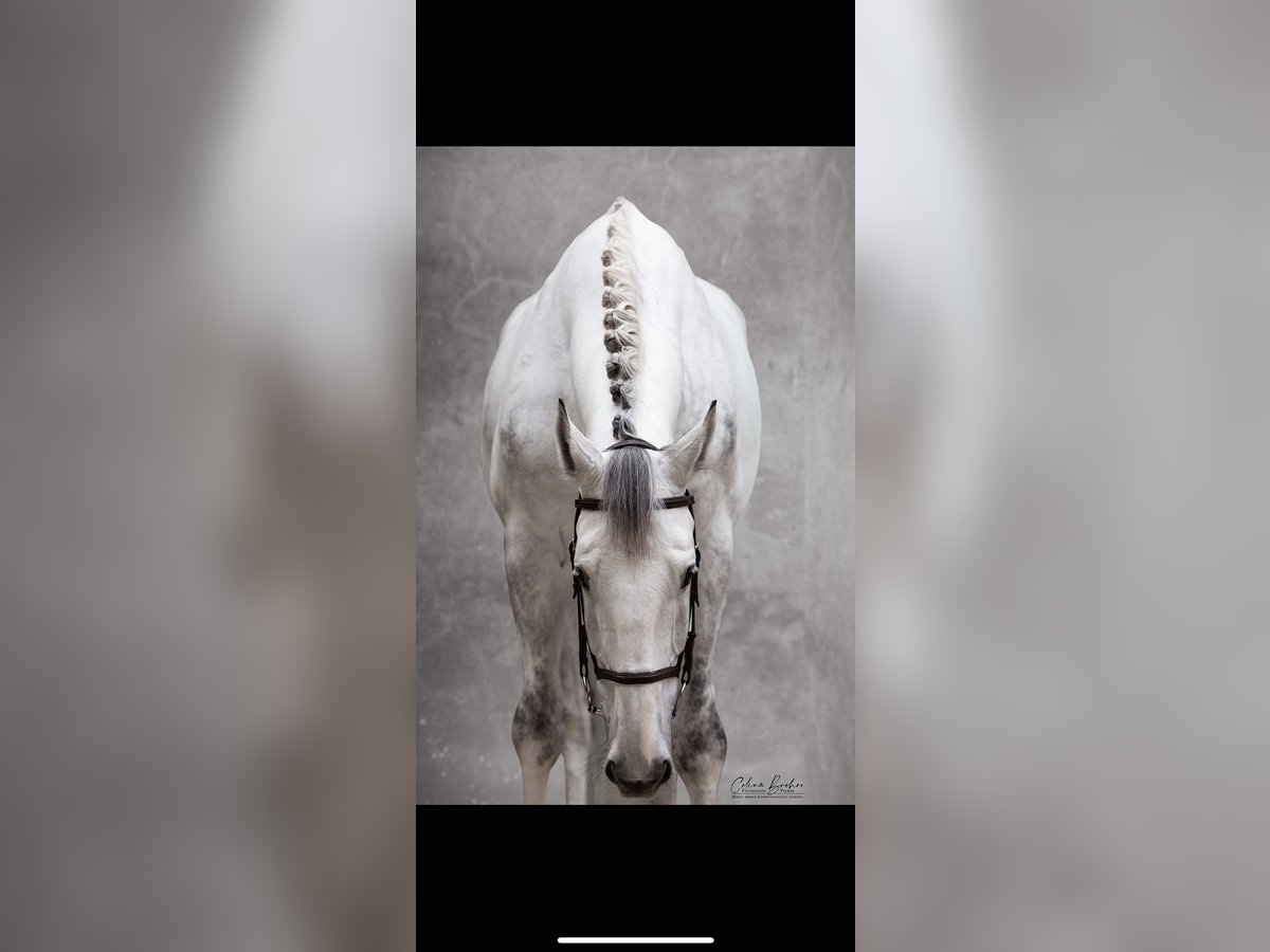 Zangersheide Castrone 10 Anni 183 cm Grigio in Leinburg