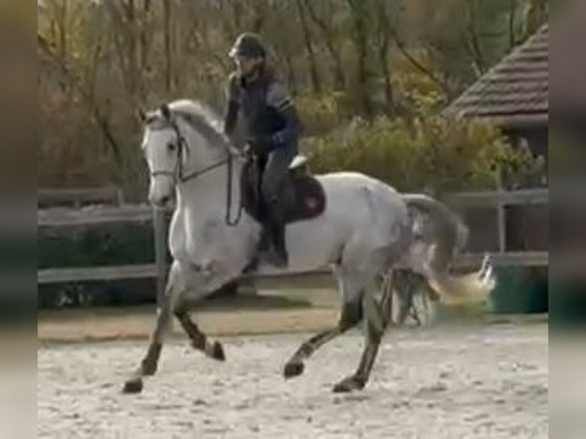 Zangersheide Castrone 11 Anni 168 cm Grigio in Dijon