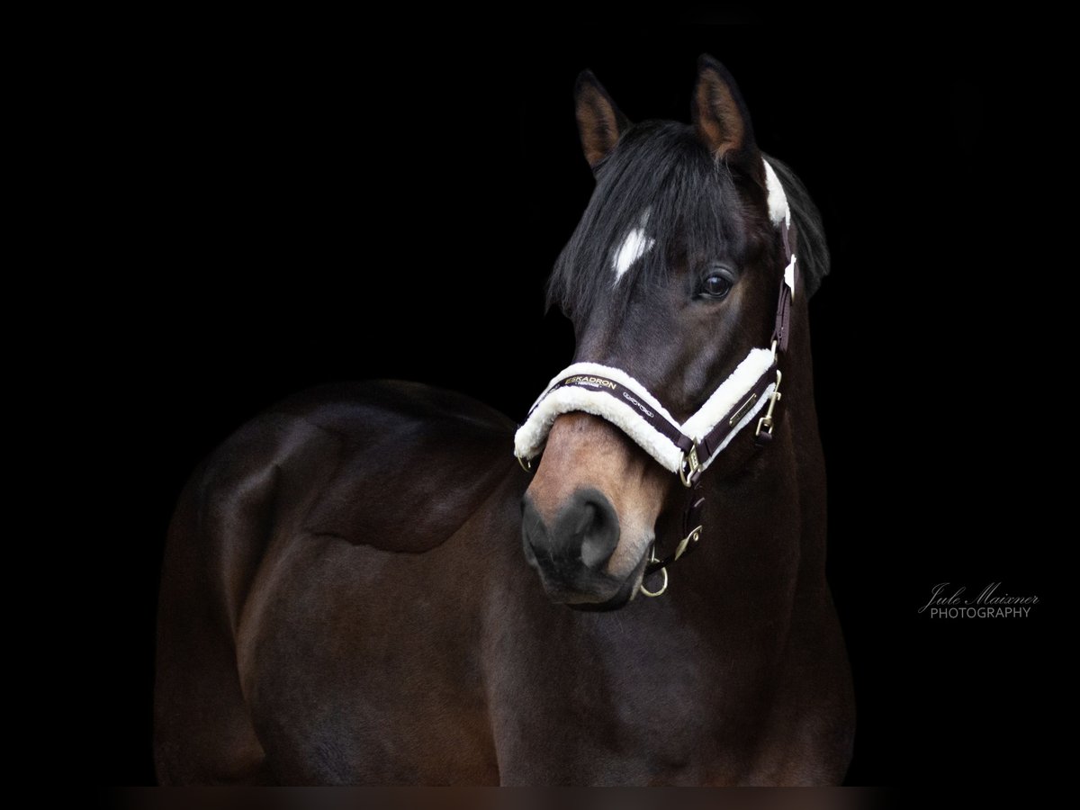 Zangersheide Castrone 12 Anni 168 cm Baio in M&#xFC;hltal