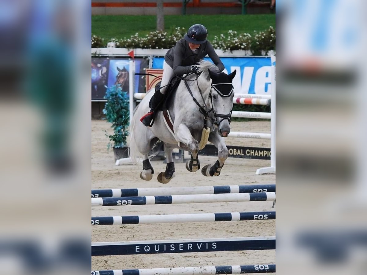 Zangersheide Castrone 12 Anni 173 cm Grigio in Prag