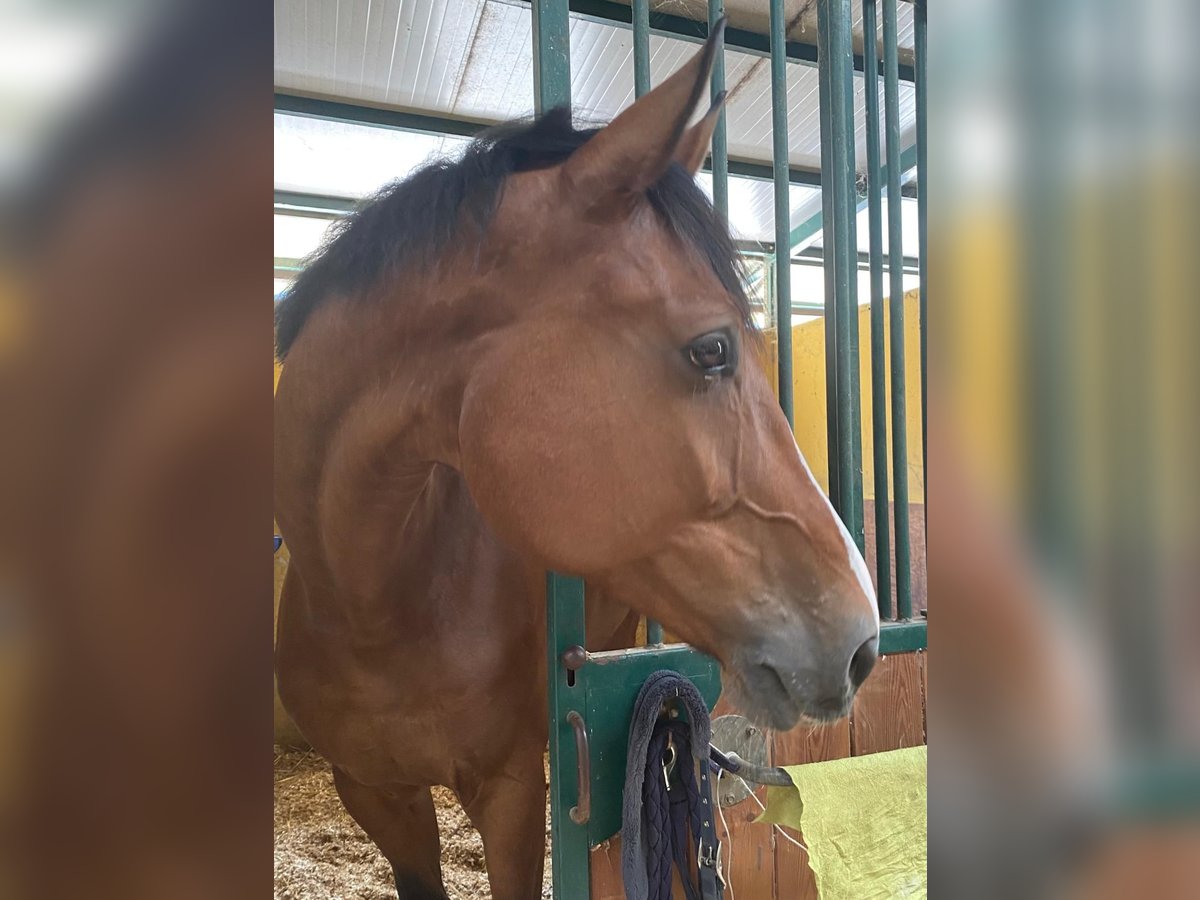 Zangersheide Castrone 12 Anni 180 cm Baio in Grignano
