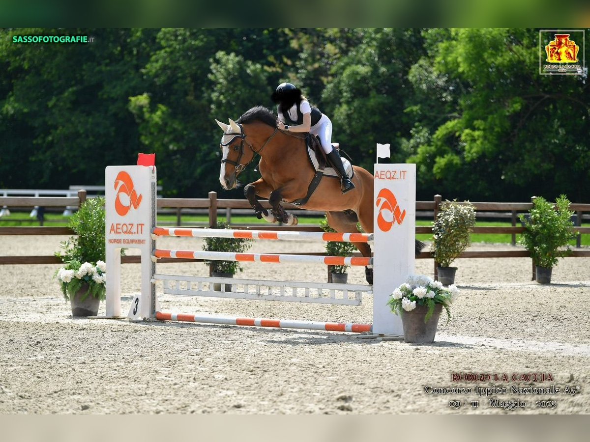 Zangersheide Castrone 15 Anni 165 cm Baio in masate